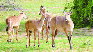 'lust for killing animals' irks Maneka