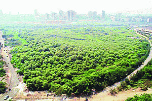 Separate policies for each State to achieve 33% forest cover