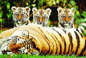 Cross-border conservation helps big cats prosper