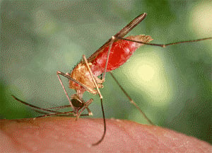 Gene that determines maleness in malaria mosquitoes