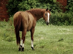 Sikh owner fears hate crime after horse shot dead in US