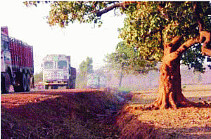 Kanha's big cats dispersing to Chhattisgarh