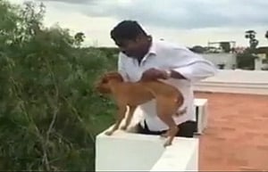 Medico throws dog from terrace, activists see red, file FIR