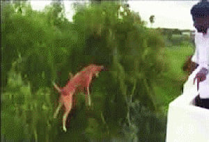 Medico throws pet dog  off 5th floor just for fun