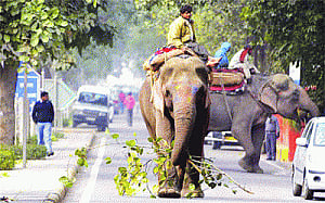 Govt to mahouts: Treat haathi as saathi or lose permit