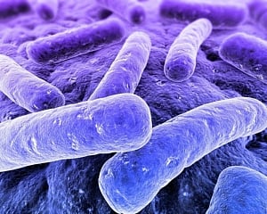 This deadly bacteria can reach your brain in a day