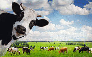 Happy cows give you more nutritious milk