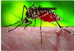 NDMC to use new drug in fight against dengue