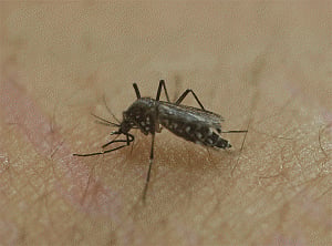 Brazilian scientists discover another type of Zika-transmitting mosquito