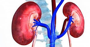 Researchers find way to prevent damage in donated kidneys
