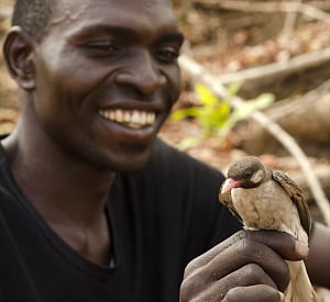 How Africans collaborate with wild birds to get honey