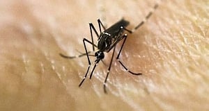 Zika cases on rise in Switzerland