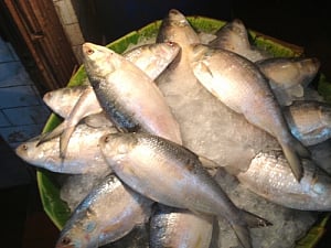 Hilsa to climb Farakka ladders to jump onto Bengal plate!