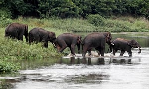 Jumbo plans for safe cross-border tusker migrations