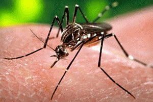 Zika virus strikes Miami Beach with first 5 local infections