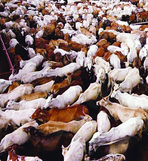 HOlY COW! Govt gaushalas deathtraps