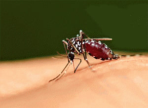 Dengue may be fatal for heart patients: Experts