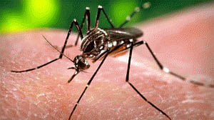 Donated blood across US to be screened for Zika Virus