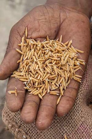 Now, rice seeds to combat global warming!'