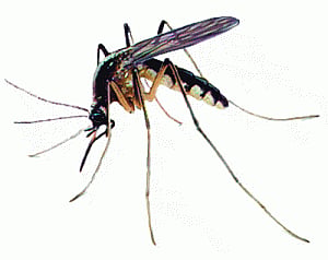 Chikungunya kills 4 in 24 hrs