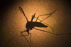 Five chikungunya deaths in Apollo, toll in Delhi now 10