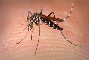 less dengue, chikungunya cases this year, Delhi government tells HC