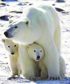 Reducing sea ice leaves Polar Bears out in cold