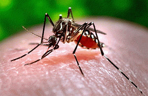 Declare chikungunya, dengue national health emergency: Congress