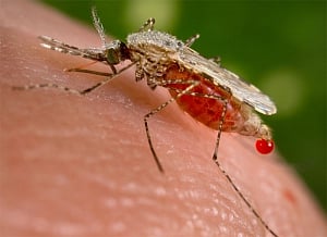 Altering 'flavour' of humans can tackle malaria