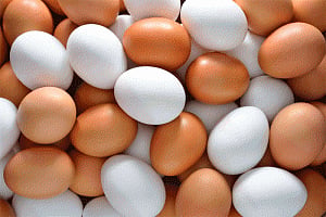 India needs three times more eggs to meet required standards