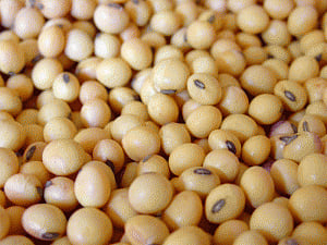 Soy protein in childhood may prevent bone loss in adulthood