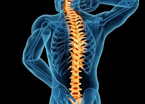 Probiotics could aid recovery from spinal cord injury