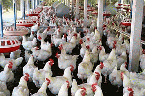 Avian flu: Three more birds die in Delhi, no virus found in chicken