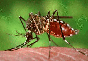 Zika infection may affect male fertility