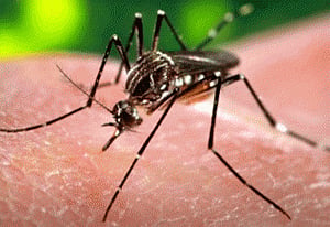 Novel tool to help vaccine development against Zika virus