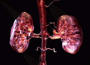 Bioartificial kidney comes a step closer