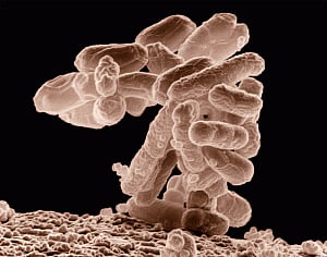Nitrogen a key driver for gut health
