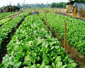 Farmers take to profitable medicinal farming