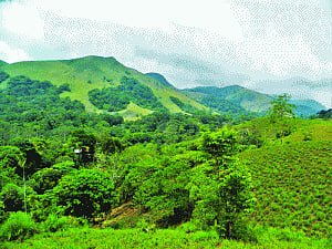 labour of love! Shola reborn on bare Palni Hills