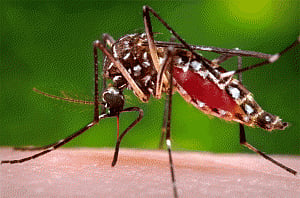 Tanzania dismisses reported Zika virus outbreak