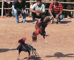 No more cockfights in Andhra, Telangana, says High Court