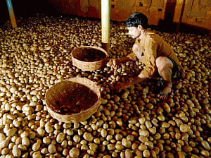 Govt removes minimum export price on potato