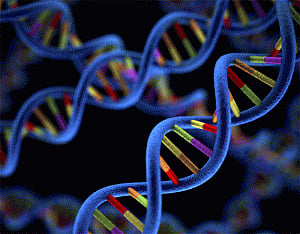 Molecular mechanism behind autoimmune diseases found