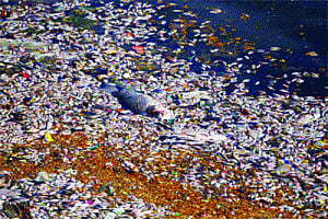 Killing Bangalore's lakes