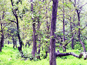 Optimising our forests