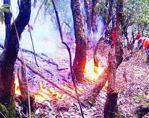 Containing forest fires