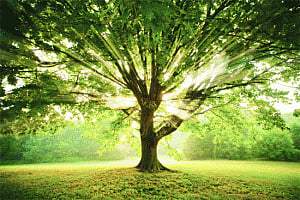 lessons from the neighbourhood tree