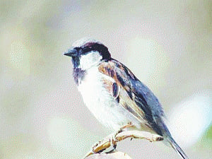 Dying species, emerging threats