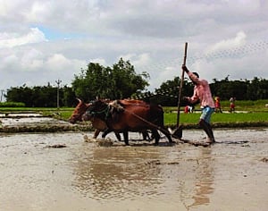 Making farmers resilient to climatic variations