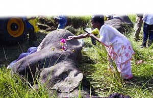 Save India's heritage animal